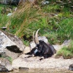 Loch Lomond Wild Goat