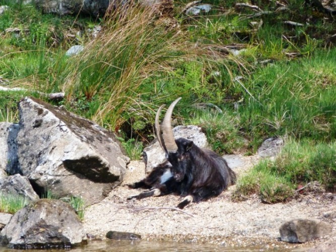 Loch Lomond Wild Goat