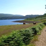 Walk along Loch Goil