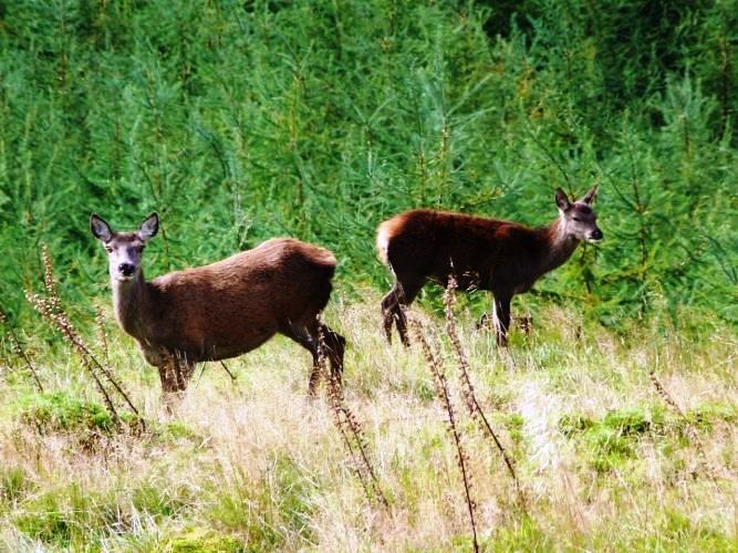 Deer Argyll Forest Park