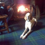 Dog enjoying fire at The Coylet