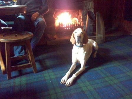 Dog enjoying fire at The Coylet