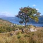 Loch Goil Tree