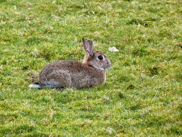 Rabbit by Loch Goil