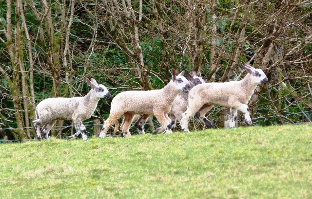 Loch Goil Lambs